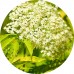 Elder Flower Dry Tea: Vital Herb